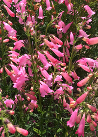 Penstemon x campanulatus 'Evelyn'